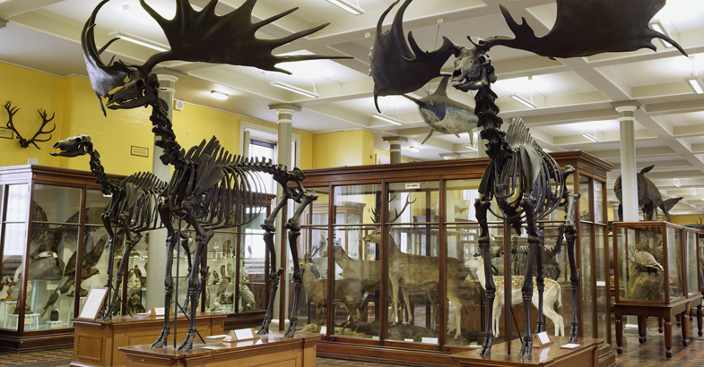 British Natural History Museum Highlights British Natural History Museum Highlights